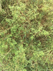 Euphorbia hypericifolia