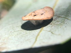 Paracraspis patelloides