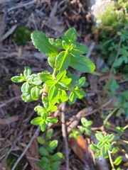 Gonocarpus oreophilus