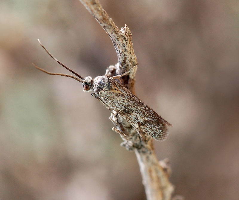 Ustyurtiidae