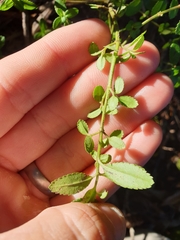 Gonocarpus oreophilus