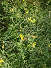 Diplotaxis tenuifolia