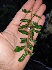 Leionema elatius beckleri