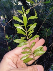 Leionema elatius beckleri