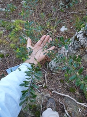 Leionema elatius beckleri
