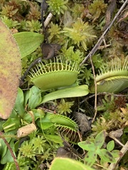 Dionaea