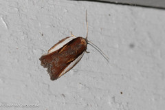 Acleris celiana