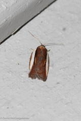 Acleris celiana