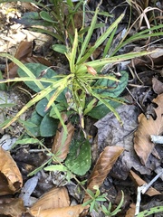 Lysimachia lanceolata