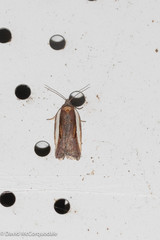Acleris celiana
