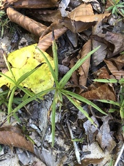 Lysimachia lanceolata