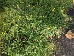 Diplotaxis tenuifolia