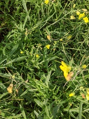 Diplotaxis tenuifolia