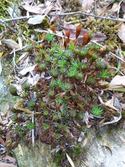 Dawsonia superba