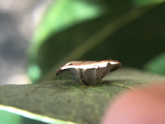 Paracraspis patelloides