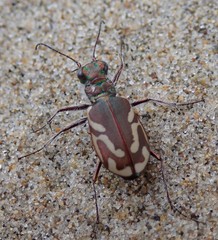Cicindela bellissima