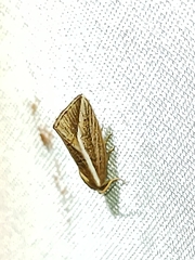 Amphilita arcuata