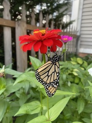 Danaus plexippus