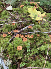 Heimiomyces fulvipes