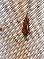 Amphilita arcuata