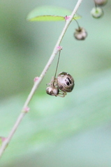 Eysarcoris ventralis