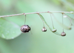Eysarcoris ventralis
