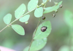 Eysarcoris ventralis