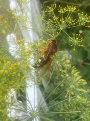 Danaus plexippus