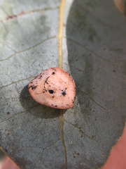 Paracraspis patelloides