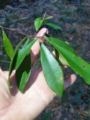 Tristaniopsis collina