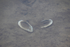 Unio elongatulus