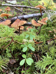 Heimiomyces fulvipes