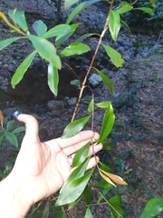 Tristaniopsis collina