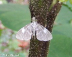 Trichodezia albovittata