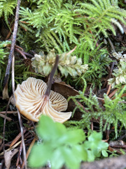 Heimiomyces fulvipes