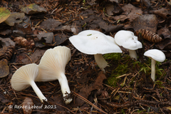 Hygrophorus piceae