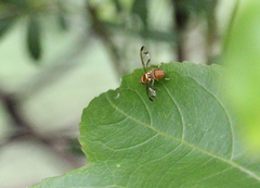 Zeugodacus cucurbitae