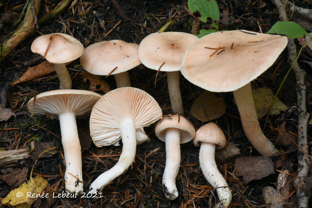 Hygrophorus aurorae