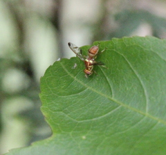 Zeugodacus cucurbitae