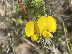 Gompholobium minus