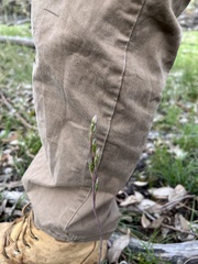 Thelymitra peniculata