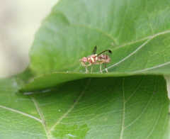 Zeugodacus cucurbitae