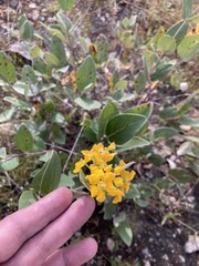 Aspicarpa hirtella