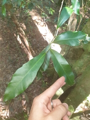 Planchonella australis