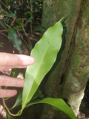 Planchonella australis