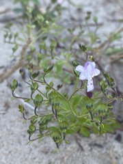 Trichostema nesophilum