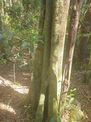 Planchonella australis