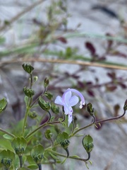 Trichostema nesophilum