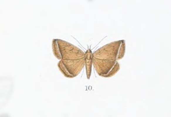 Lysimelia lysimeloides