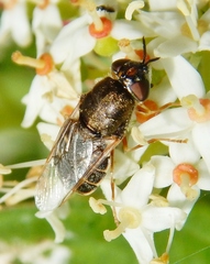Odontomyia pubescens